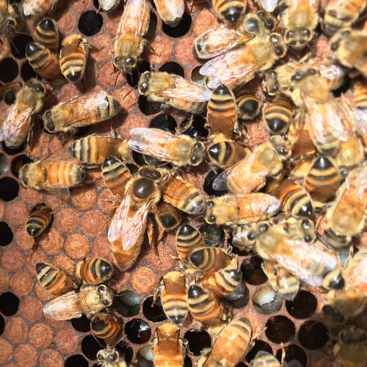 Better Bees Western Australian Rottnest Island Queen Bee Program