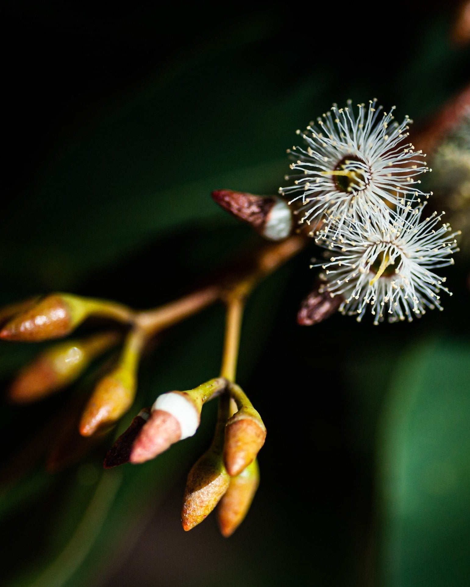 jarrah flower for Super Active Jarrah Honey
