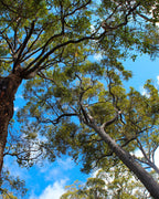 images of Jarrah forest from where Super Active Jarrah Honey is collected