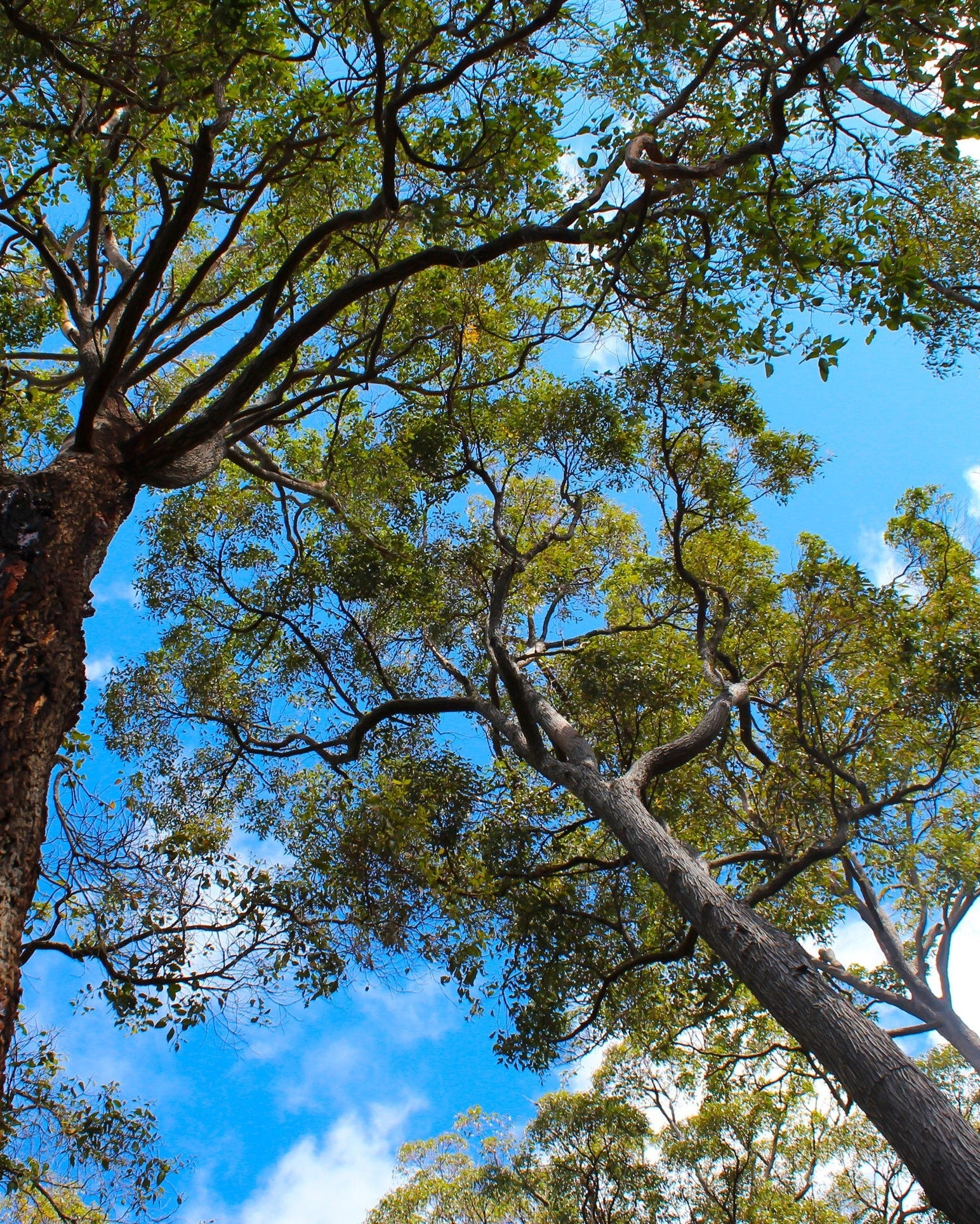 images of Jarrah forest from where Super Active Jarrah Honey is collected