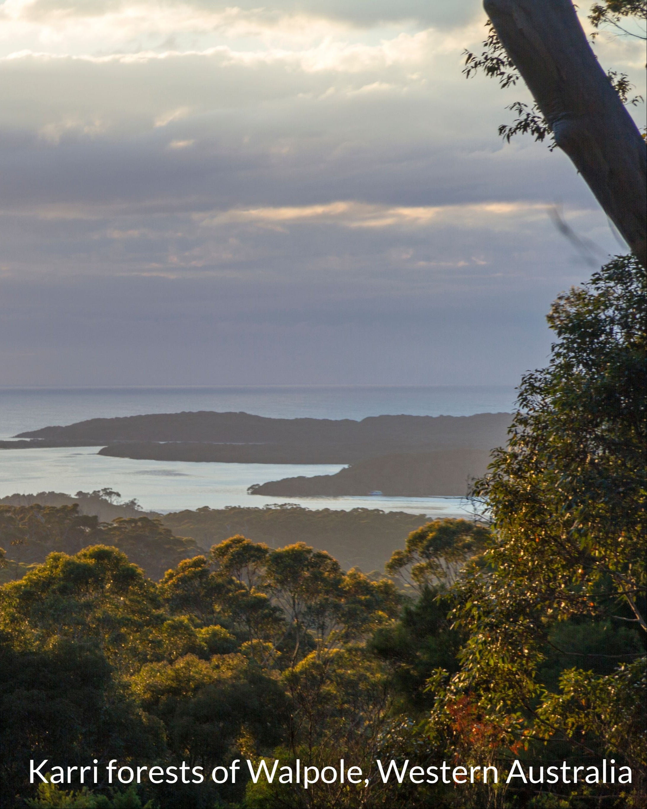 Scenic view of Karri forests with a lake and sky in the background, labeled 'Karri forests of Walpole, Western Australia'.