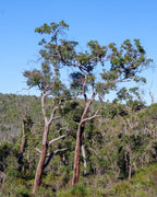 MARRI ACTIVE HONEY TA35+