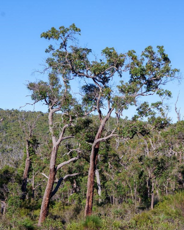 MARRI ACTIVE HONEY TA35+