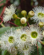 MARRI ACTIVE HONEY TA35+