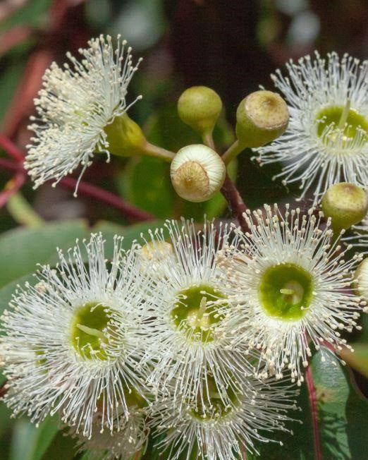 MARRI ACTIVE HONEY TA35+