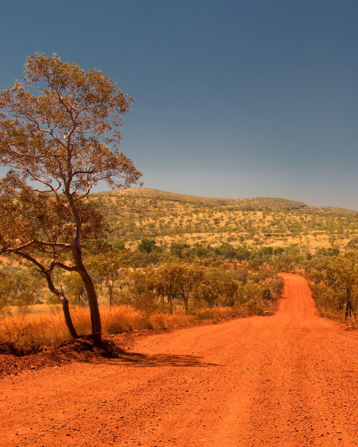 Red dirt road flanked by trees in a desert landscape under a clear blue sky.