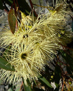 SOUTHERN YATE HONEY TA10+