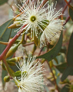 WANDOO ACTIVE HONEY TA20+