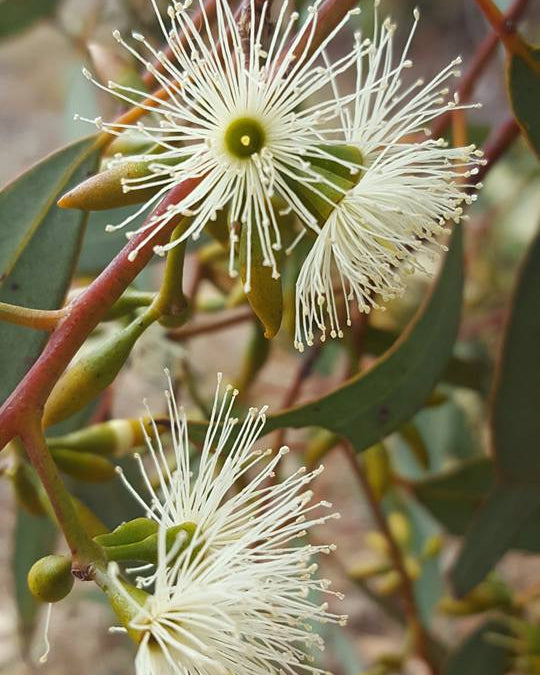 WANDOO ACTIVE HONEY TA20+