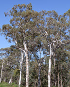 WANDOO ACTIVE HONEY TA20+