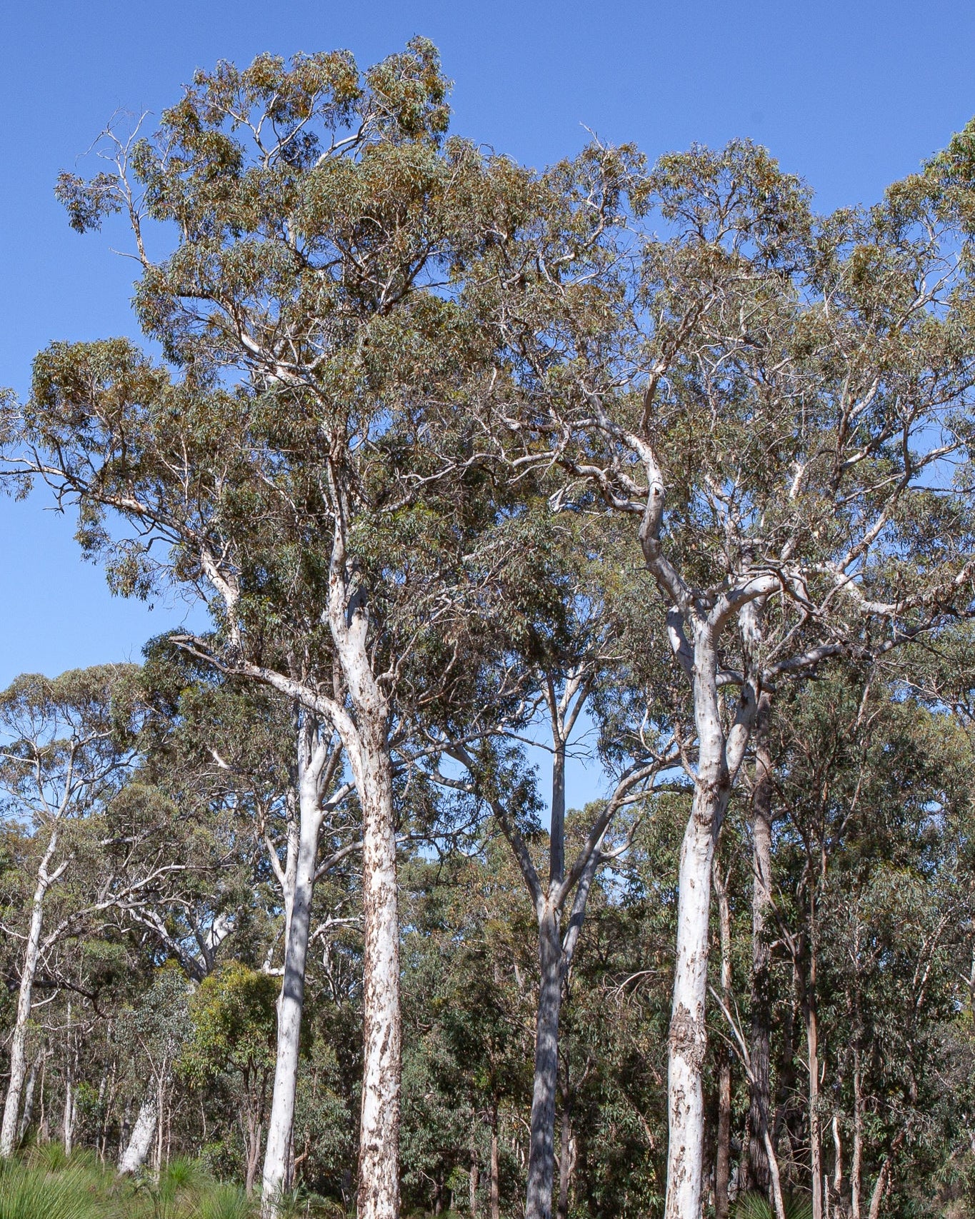 WANDOO ACTIVE HONEY TA20+