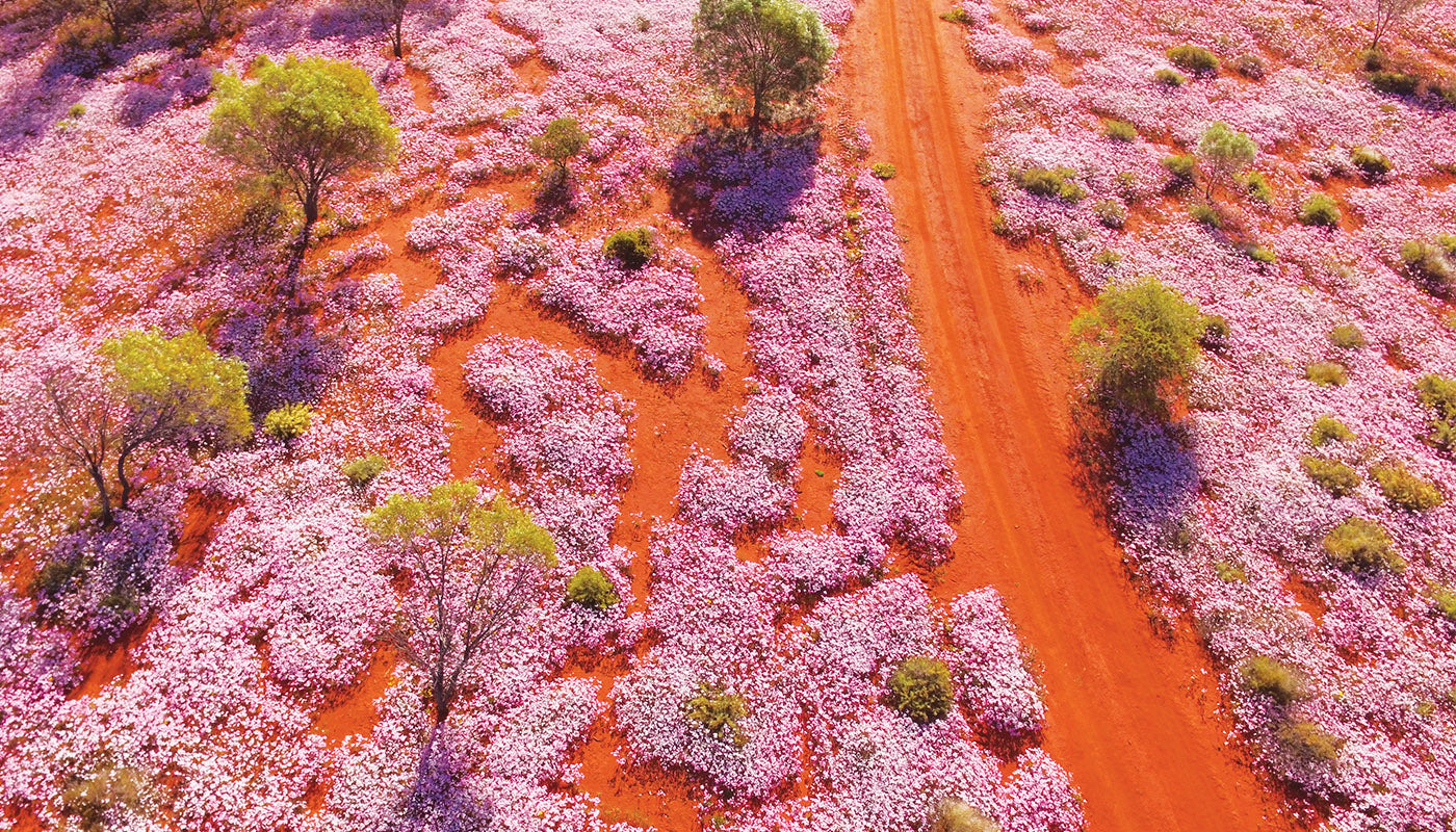 ACTIVE MURCHISON RIVER HONEY MGO100+