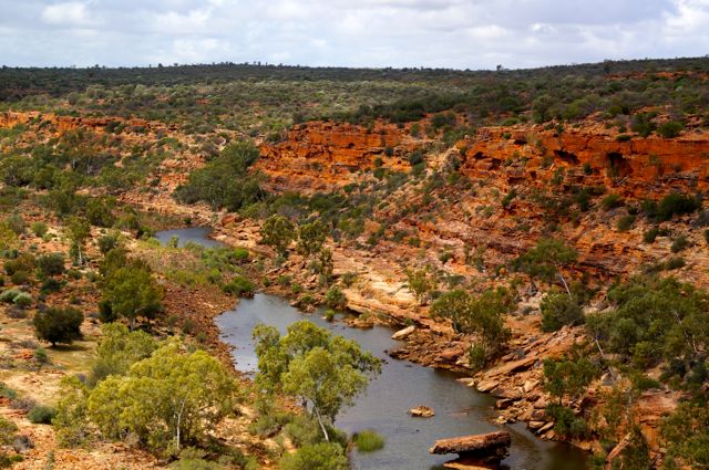 ACTIVE MURCHISON RIVER HONEY MGO100+